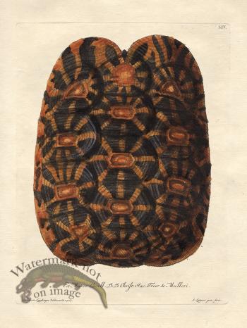 Trew Turtle Shell 04